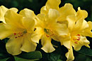 Rhododendron 'Lemon Spice'