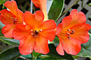 Rhododendron 'Lion Heart'