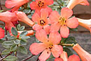Rhododendron 'Little One'