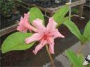 Rhododendron 'Lois Kruppa'