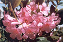 Rhododendron 'Lollipop'