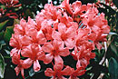 Rhododendron 'Lomac'