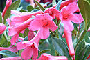Rhododendron 'Magenta'