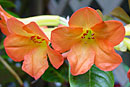 Rhododendron 'Mandarin Delight'