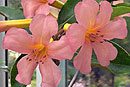 Rhododendron 'Maneau Ra'