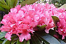 Rhododendron 'Marshall Pierce Madison'