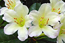 Rhododendron 'Mary-Lynn Cullinane'