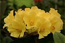 Rhododendron 'Meadow Yellow'