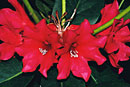 Rhododendron 'Merah Besar'