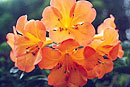 Rhododendron 'Mighty Marmalade'