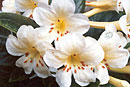 Rhododendron 'Milky Way'