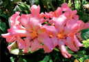 Rhododendron 'Mino'