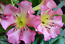 Rhododendron 'Missy Muffet'