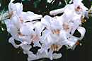 Rhododendron 'Moonlight Serenade'