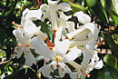 Rhododendron 'Moonwood'