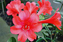 Rhododendron 'Moulin Rouge'
