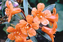 Rhododendron 'Mountain Flame'