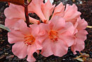 Rhododendron 'Mrs Elizabeth Miller'