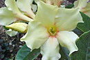 Rhododendron 'Namaste'