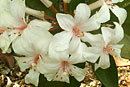 Rhododendron 'Nancy Miller Adler'