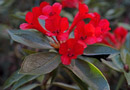 Rhododendron 'Ne Plus Ultra'