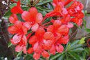 Rhododendron 'Ne Plus Ultra'
