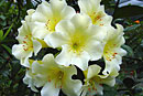 Rhododendron 'Neesa'