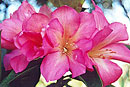 Rhododendron 'Octopetala'