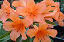 Rhododendron 'Orange Flambe'