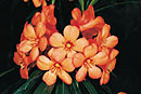 Rhododendron 'Orange Glow'