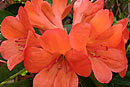 Rhododendron 'Orange Queen'