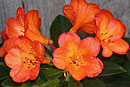 Rhododendron 'Orange Wax'