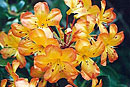 Rhododendron 'Oriana'