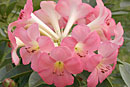 Rhododendron 'Our Marcia'