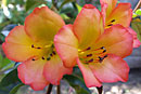 Rhododendron 'Our Margaret'