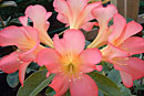 Rhododendron 'Our Mary'