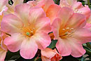 Rhododendron 'Our Pindi Pearl'