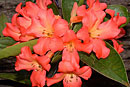 Rhododendron 'Our Waltzing Matilda'