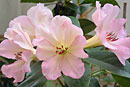 Rhododendron 'PZ Sup'