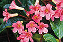 Rhododendron 'Pacific Shower'