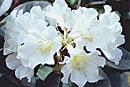 Rhododendron 'Paschal Witness'