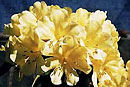 Rhododendron 'Pastenello'