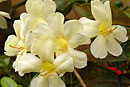 Rhododendron 'Pavlova'