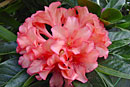 Rhododendron 'Peach Dream'