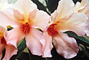 Rhododendron 'Peach Puff'