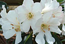 Rhododendron 'Pearly White'
