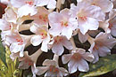 Rhododendron 'Pendance'