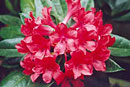 Rhododendron 'Pink Cherub'