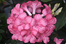 Rhododendron 'Pink Delight'