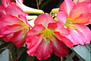 Rhododendron 'Pink Jazz'